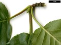 SpeciesSub: subsp. utilis SpeciesSub: subsp. utilis